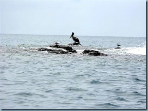 248-12 el pelicano de Urtzi