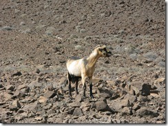 Fuerteventura