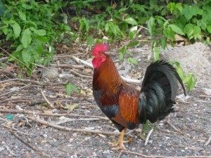 deshaies-el-gallo-de-5