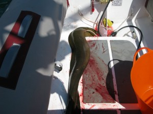 20120325-1841-13-la-captura-en-enseada-das-palmas