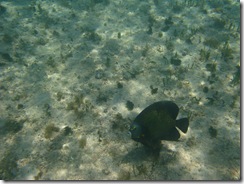 19 un amigo de Abrolhos