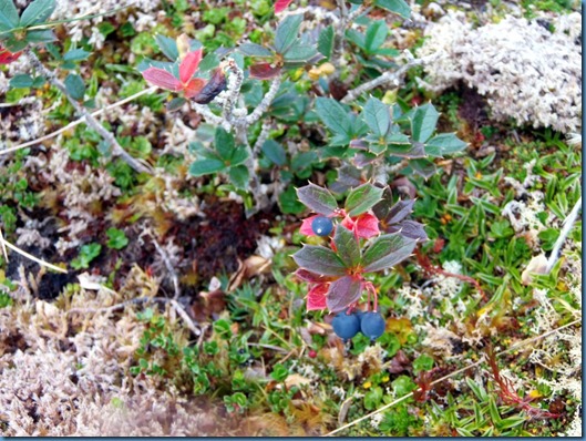 03 Flora local (1)