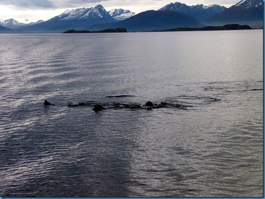 28 leones marinos en el Beagle