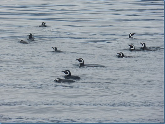 20150104 18'02 04 pinguinos por la proa