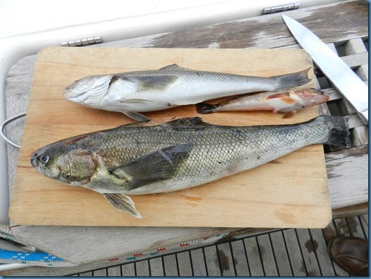20150204 14'32 la pesca del día