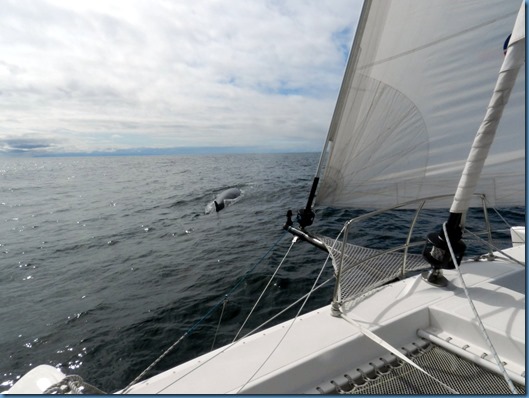 20150212 20'29 la ballena del Golfo de Penas