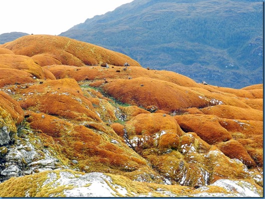 Glaciar Témpanos (12)