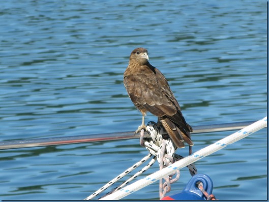 01 Aguilucho a bordo (1)