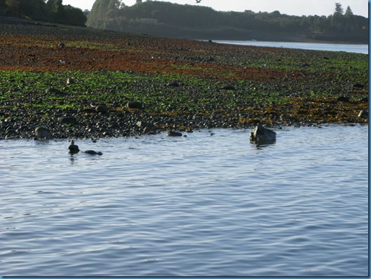 05 bajamar y cisnes de cuello negro (3)