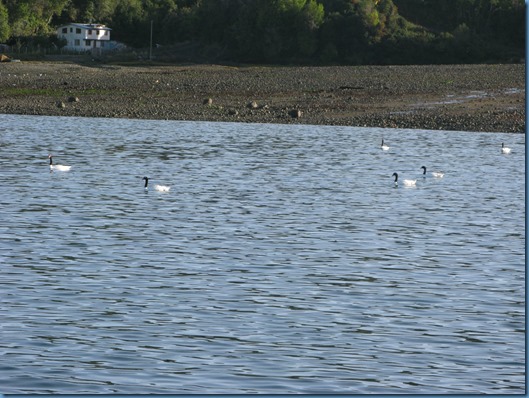05 bajamar y cisnes de cuello negro (4)