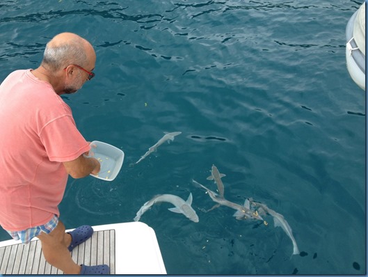 39. alimentando a las remoras