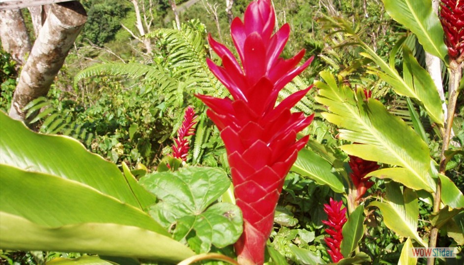 caribe_febrero2006_016